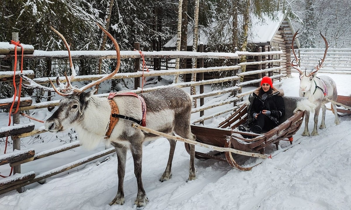 Şimal maralı ferması + kirşə safarisi