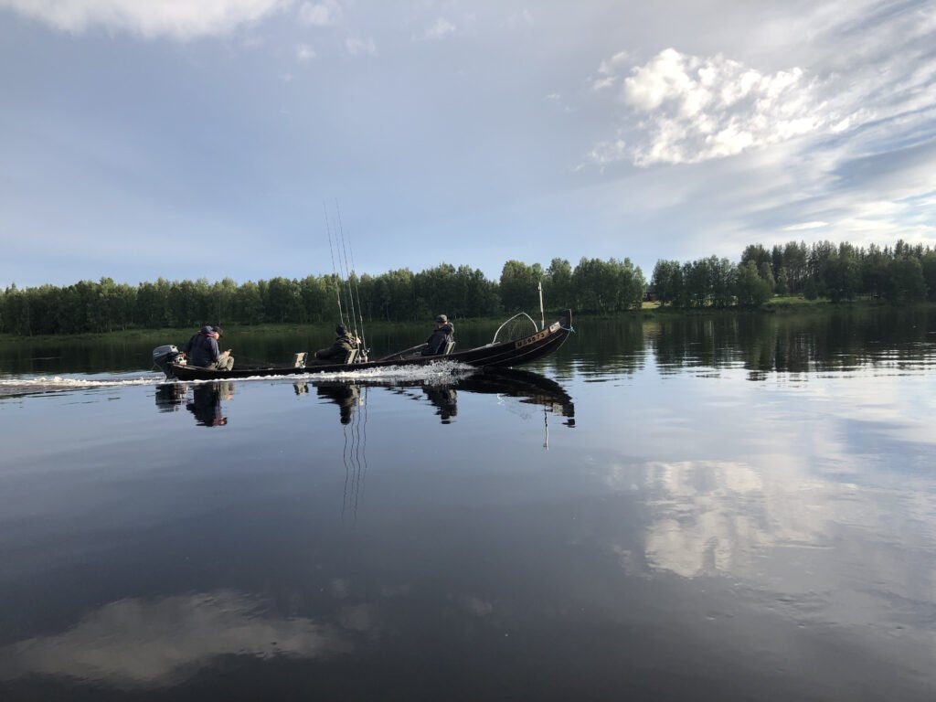 Torniojoki çayında qızılbalıq ovu